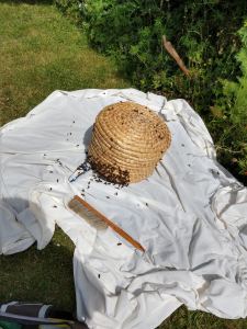 Swarm in a skep, just taken