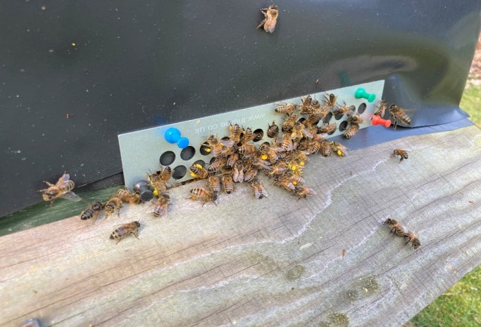 Worker honey bees taking pollen into a hive through the gaps of a mouseguard - which is just about to be removed