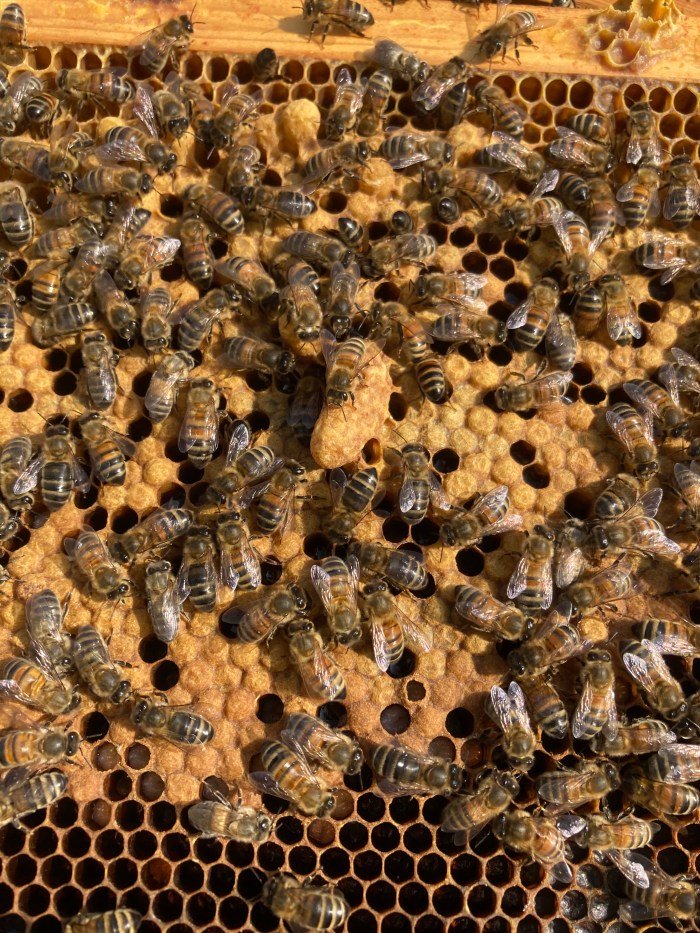 Sealed worker brood and a sealed queen cell